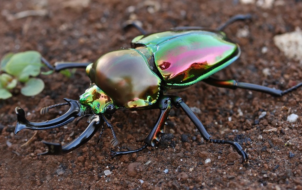 Esta es la razón por la que a los escarabajos les gusta el alcohol