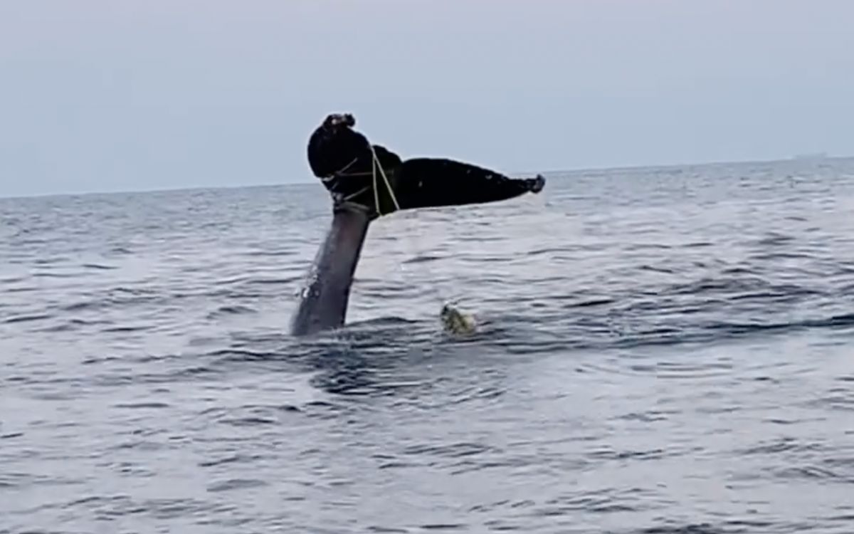 Guerrero: Captan a ballena jorobada enredada en malla de pesca | Video