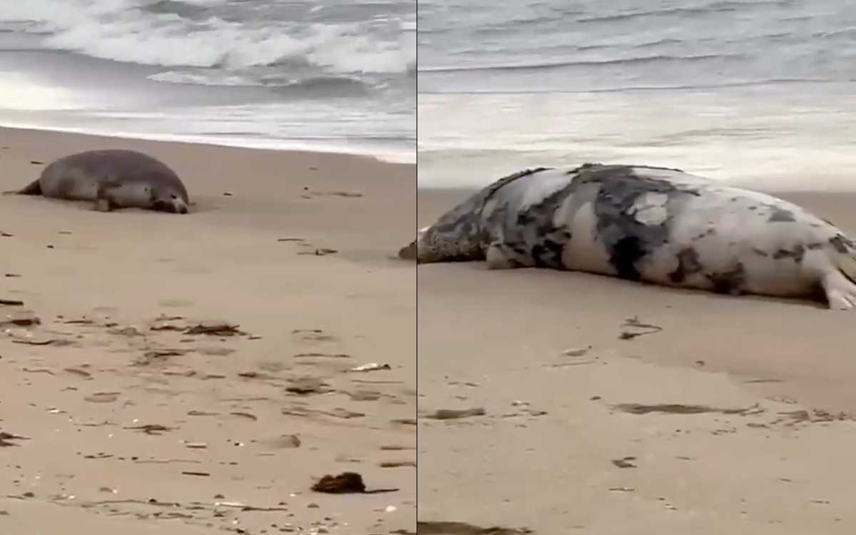 Hallan 2 mil 500 focas muertas en costa de Rusia