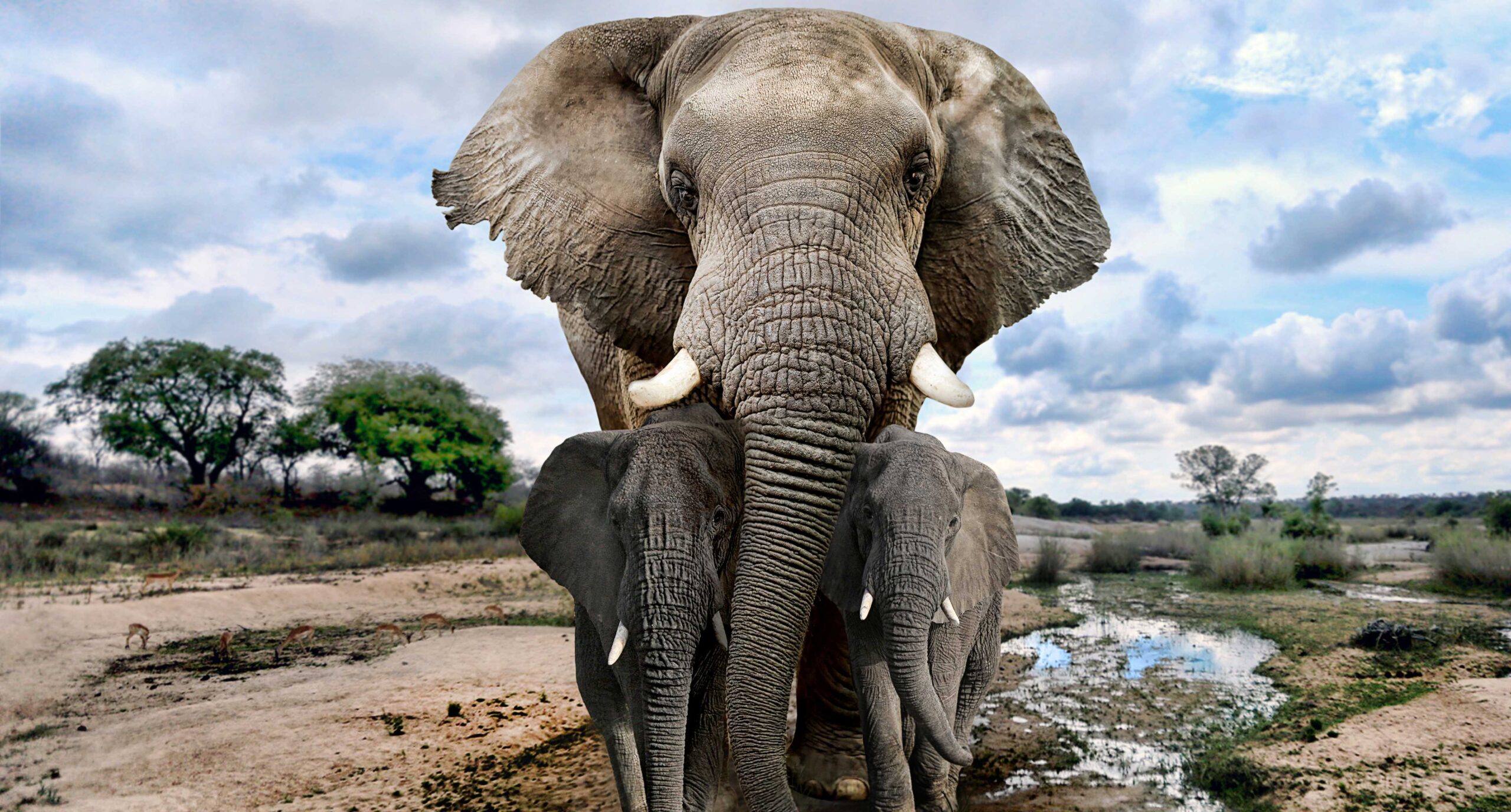 Impacto de rayo mata a una familia de 6 elefantes
