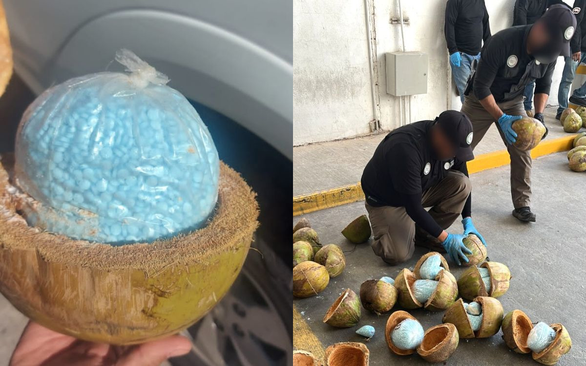 Incautan en Sonora cargamento de fentanilo escondido en cocos