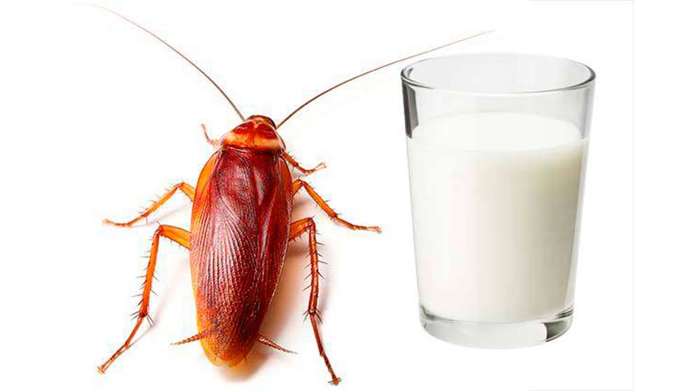 Las claves de la leche de cucaracha, el superalimento del futuro