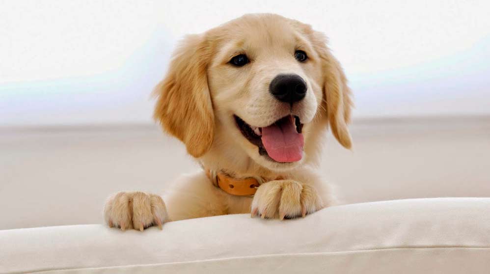 Los perros son los mejores detectores de la felicidad humana
