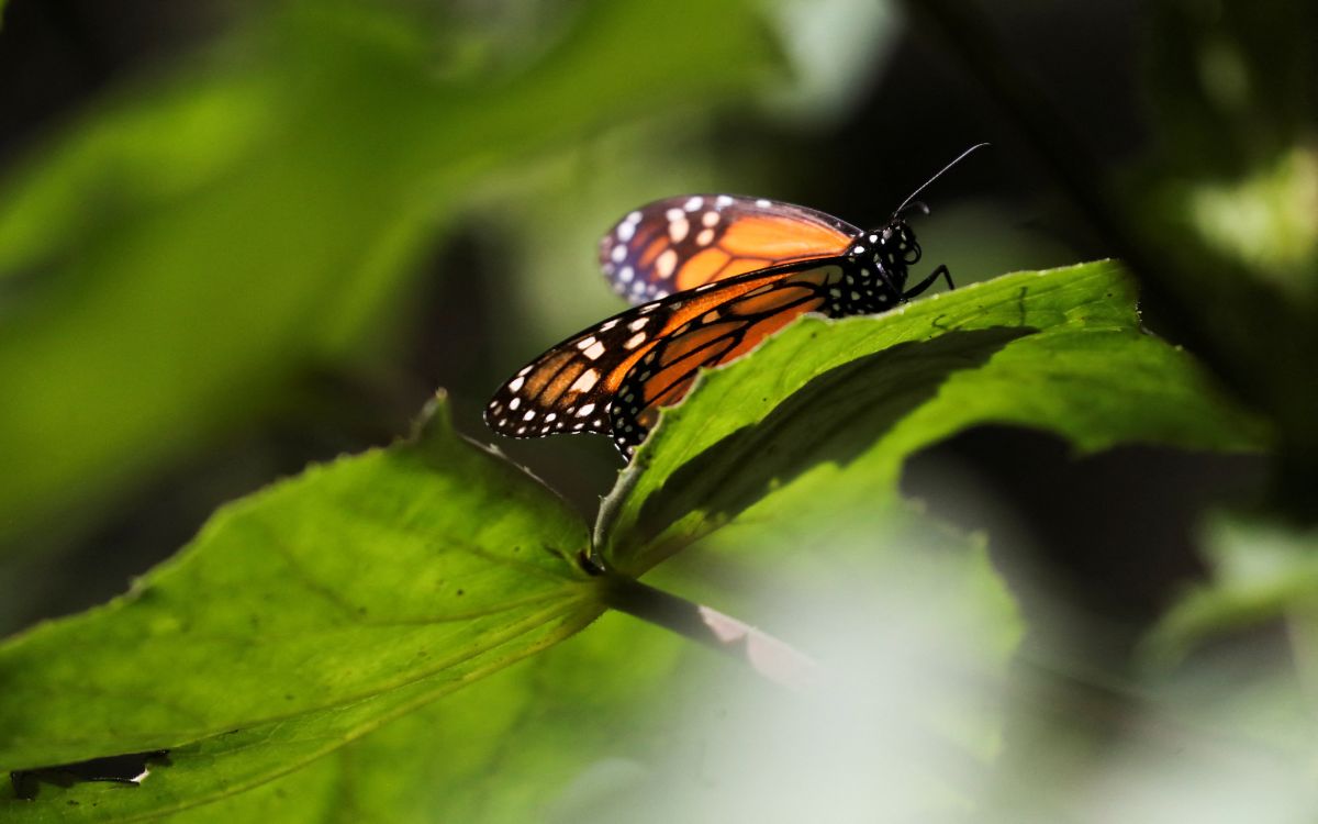 Mariposas monarca inspiran esperanzas de que aumente su población