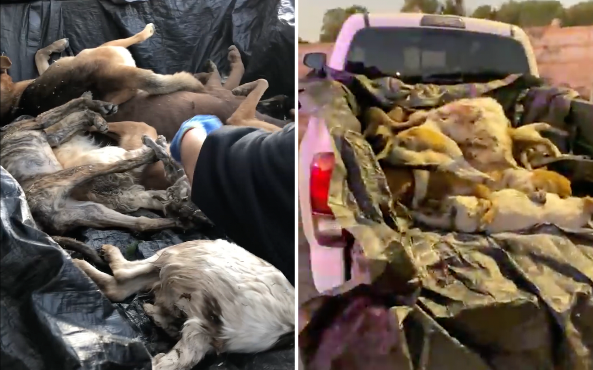 Más de 25 perros en SLP mueren por presunta contaminación de río