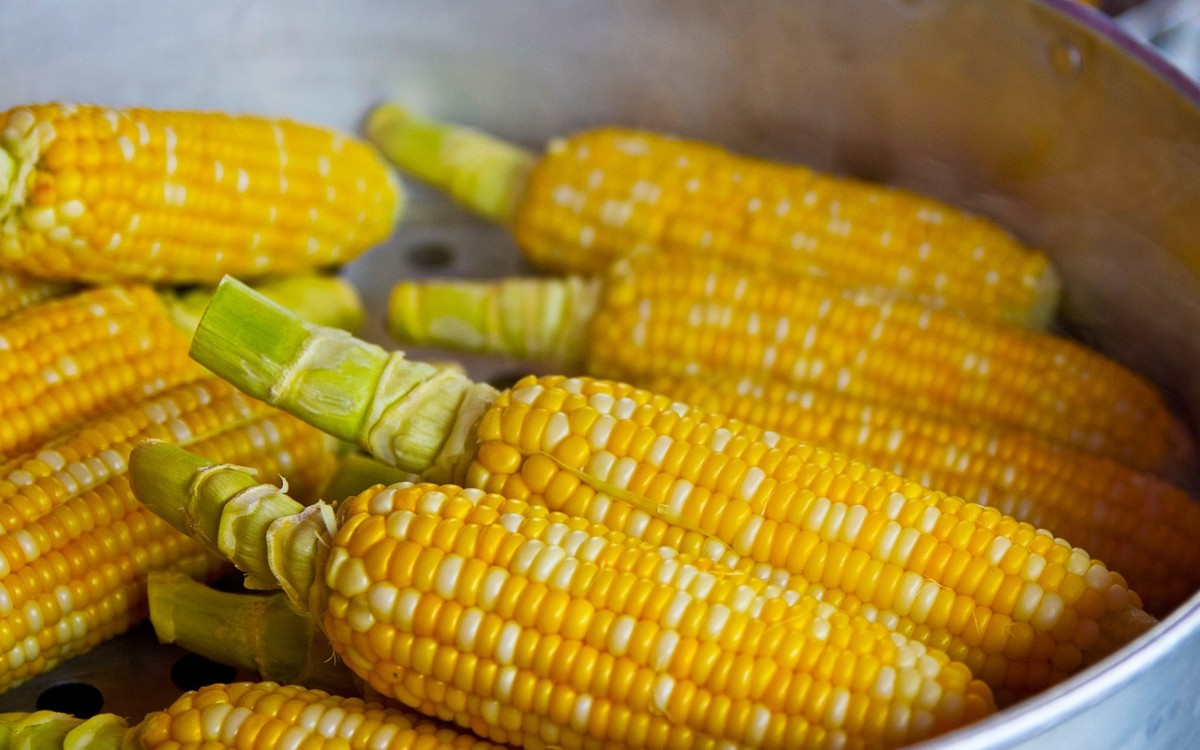 México ofrece a EU extender a 2025 plazo para prohibir maíz transgénico