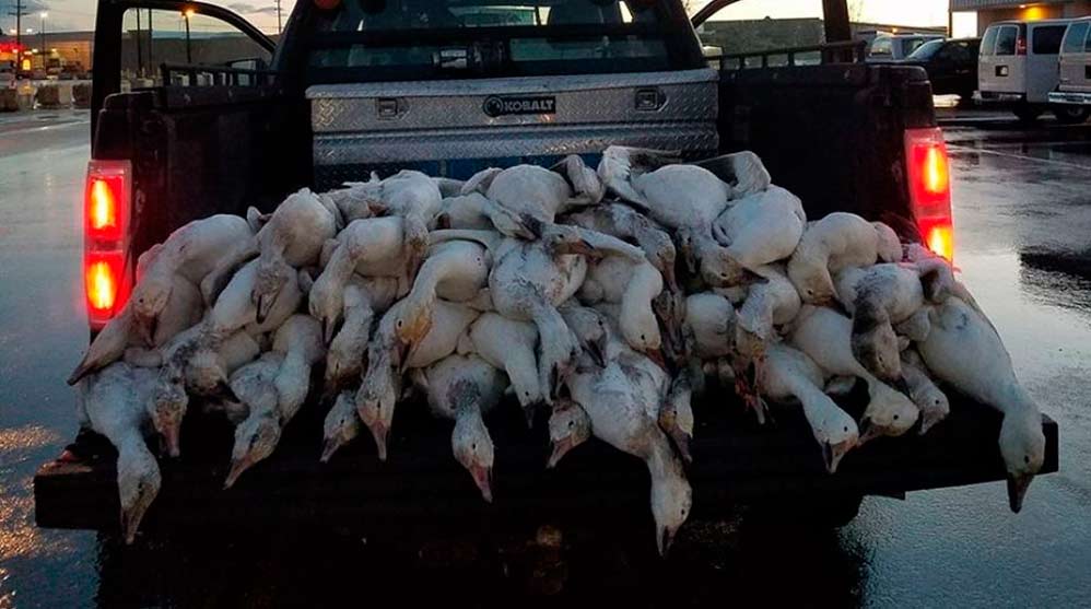 Mueren repentinamente 100 gansos en Estados Unidos