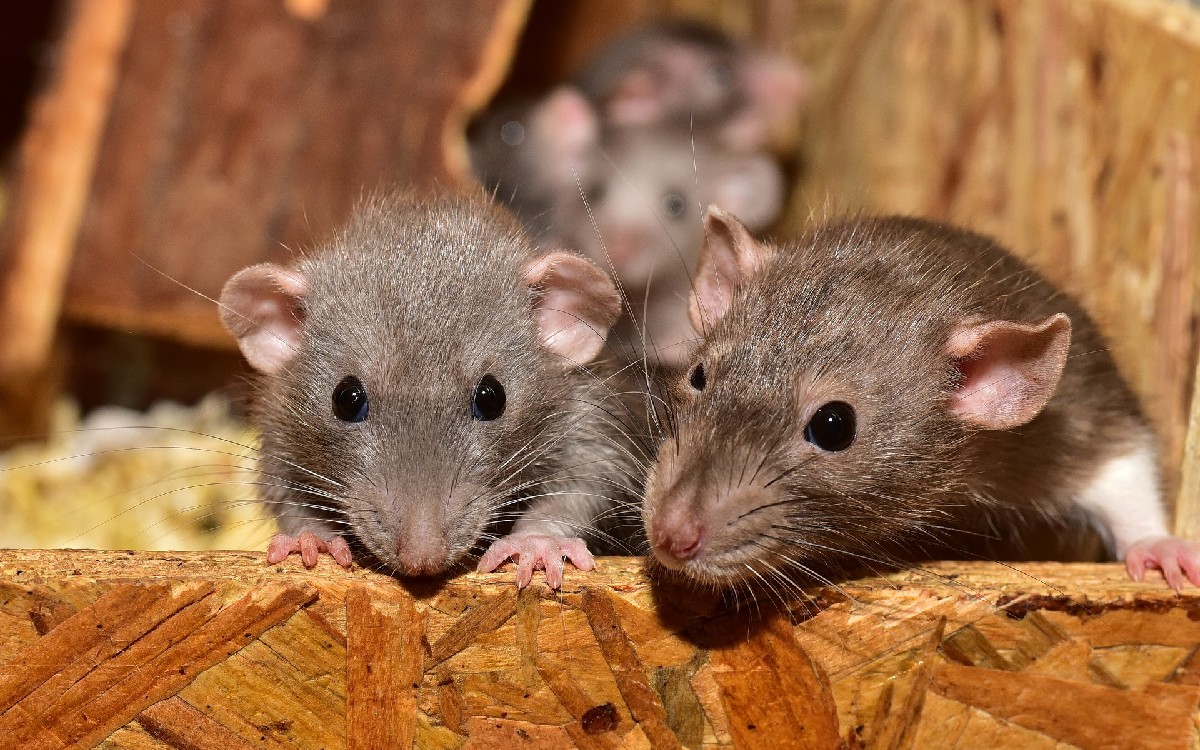 Nueva York busca a un ‘zar de las ratas’, quien puede ganar hasta 170 mil dólares