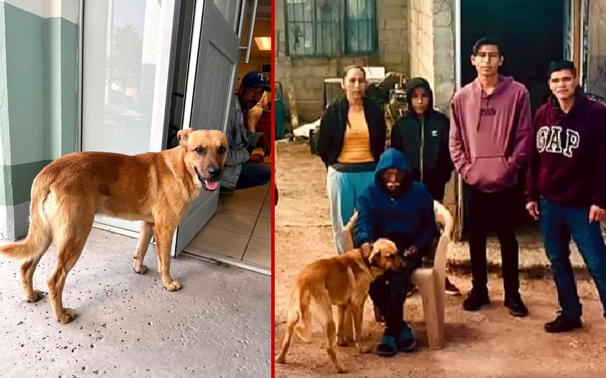 Palomo, el perrito que halló con vida a su dueño de 84 años que tenía días extraviado en Sonora | Video