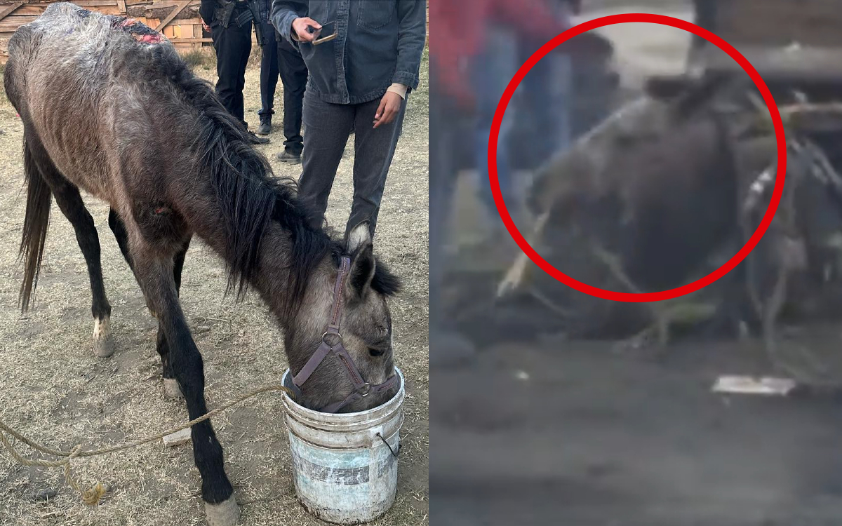Rescatan a caballo que usaban para recolectar basura y era golpeado cuando se cansaba | Video (Fuertes imágenes)
