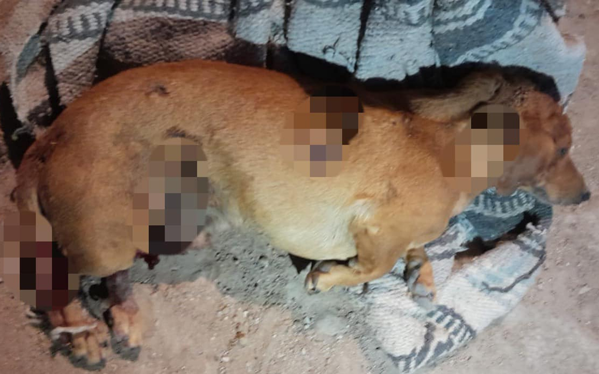 Rescatan a perrito baleado en Querétaro