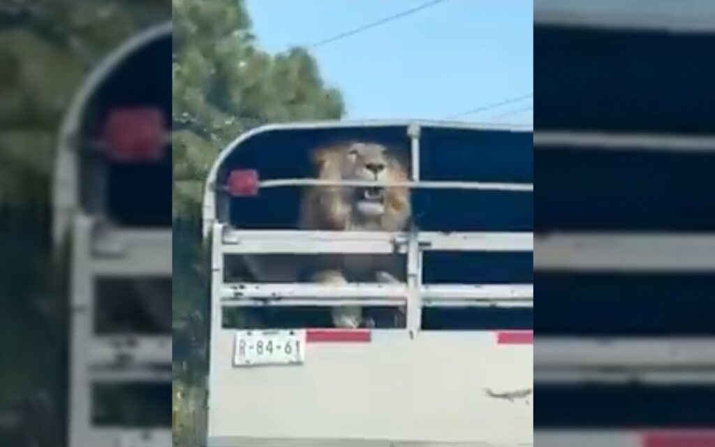 Sin seguridad, transportan un león en carretera México-Toluca | Video