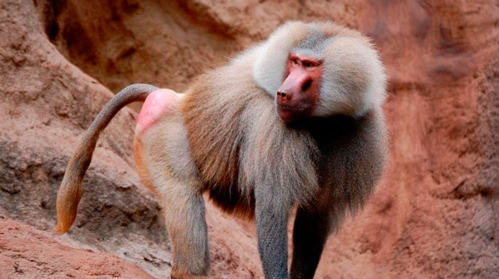 Tres babuinos se fugan al más puro estilo El Planeta de los Simios