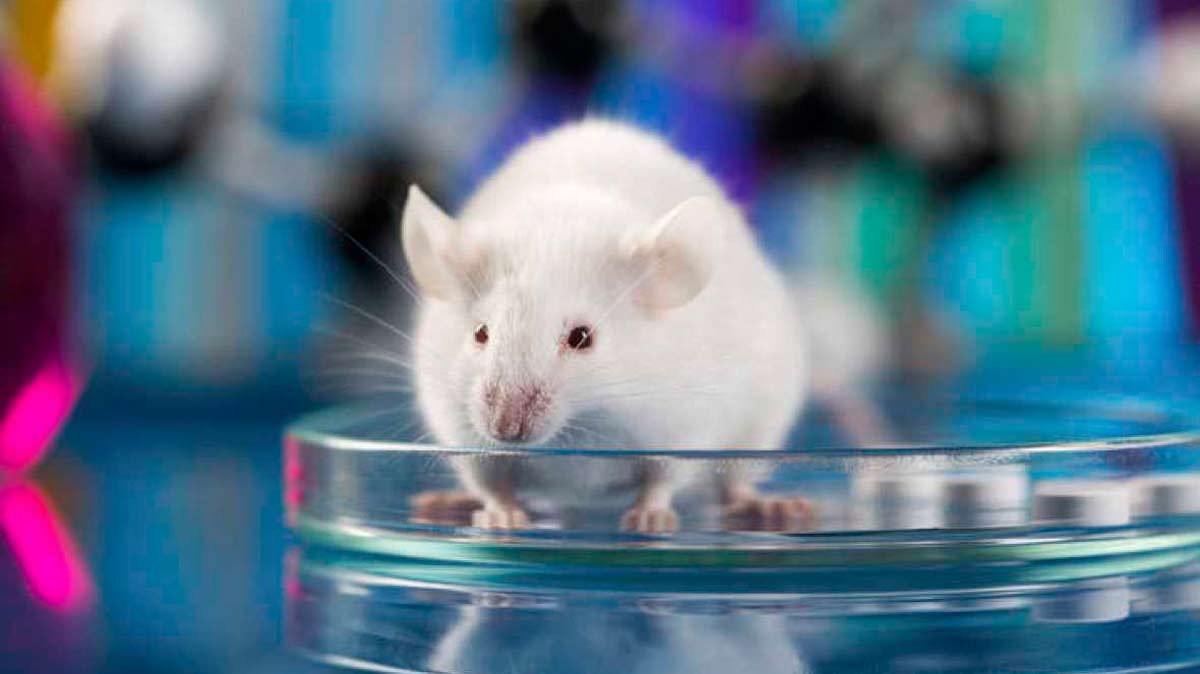 Un experimento logra la fusión entre el cerebro de un humano y un ratón