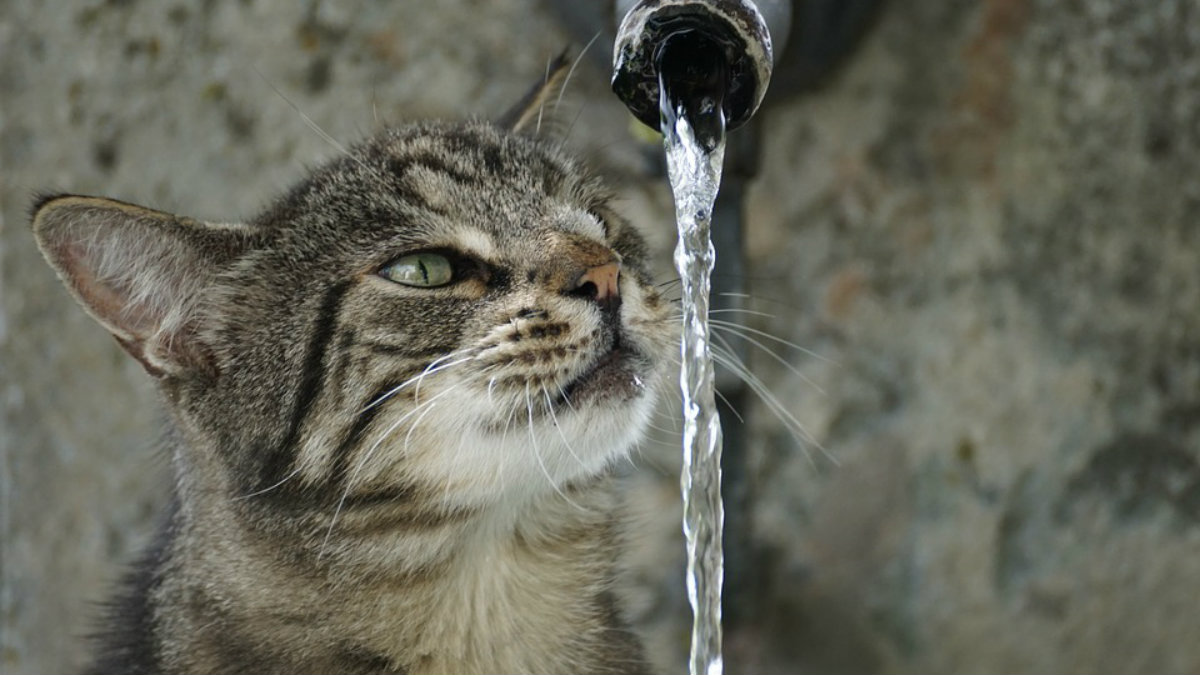 ¿Por qué a los gatos no les gusta el agua?
