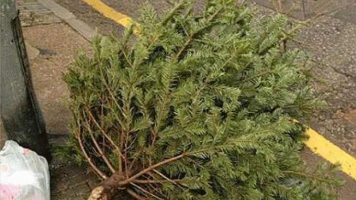 ¿Sabe usted cómo desechar árboles de Navidad de forma sostenible?