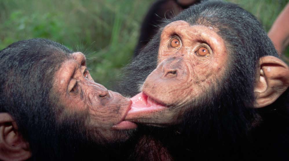 ¿Sabías que a los chimpancés les encanta comer cerebros?