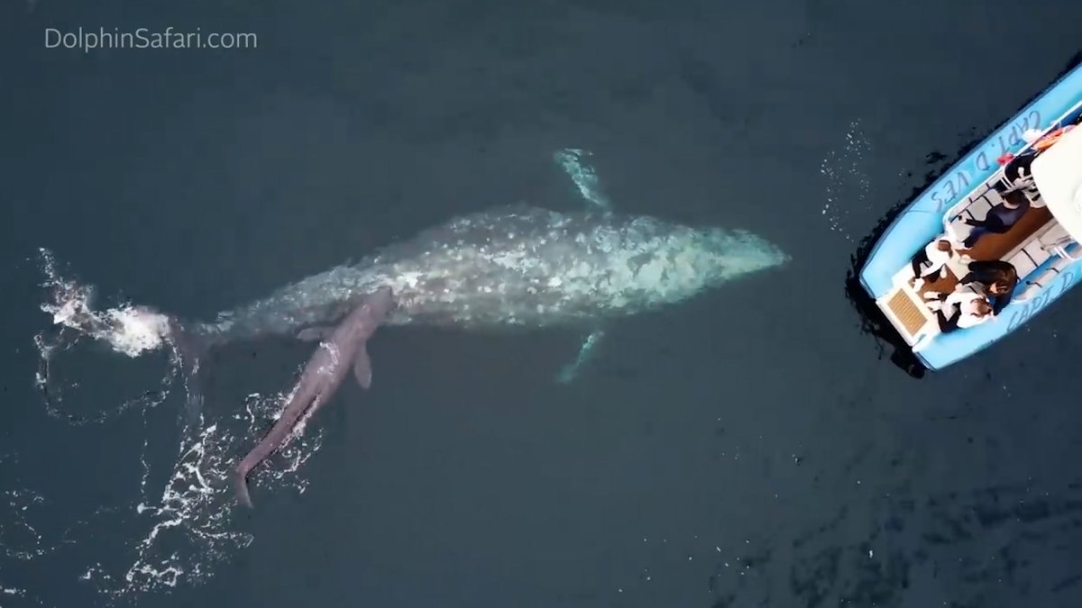 cría de ballena gris nace en California
