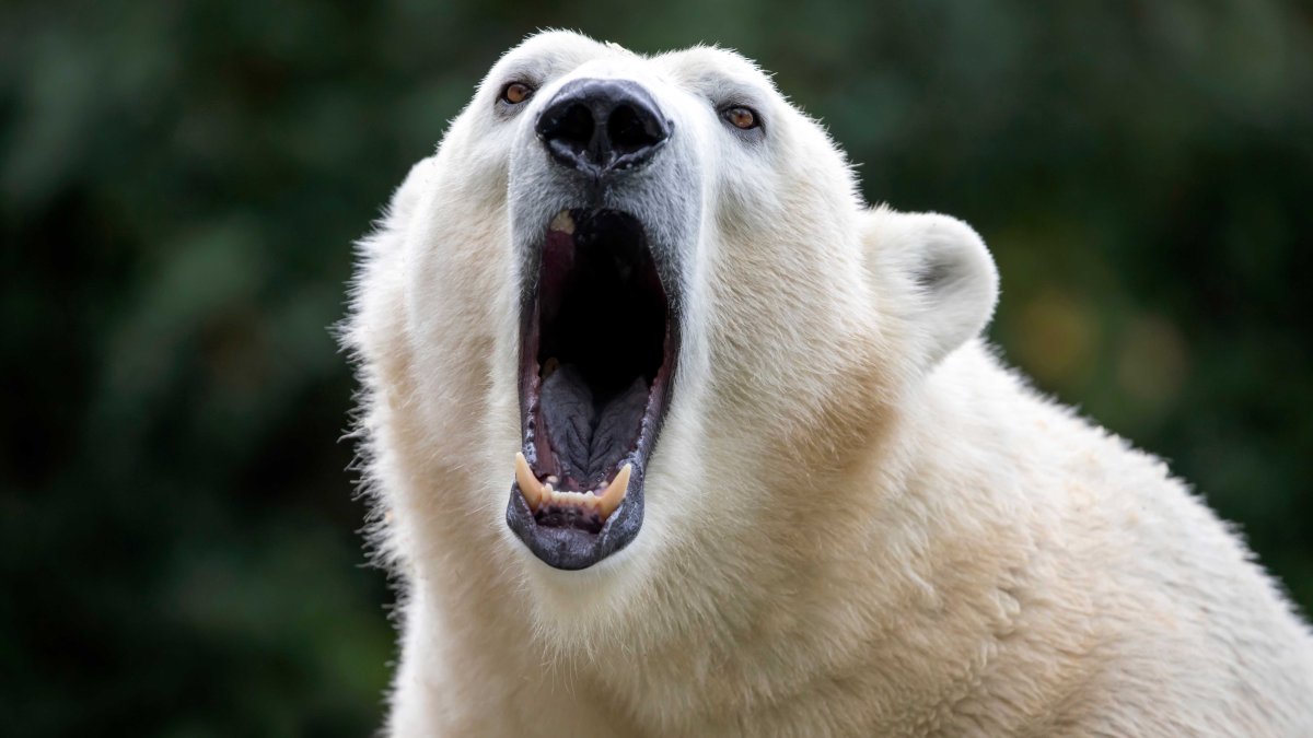 oso polar mata a joven y a mujer adulta en una aldea remota