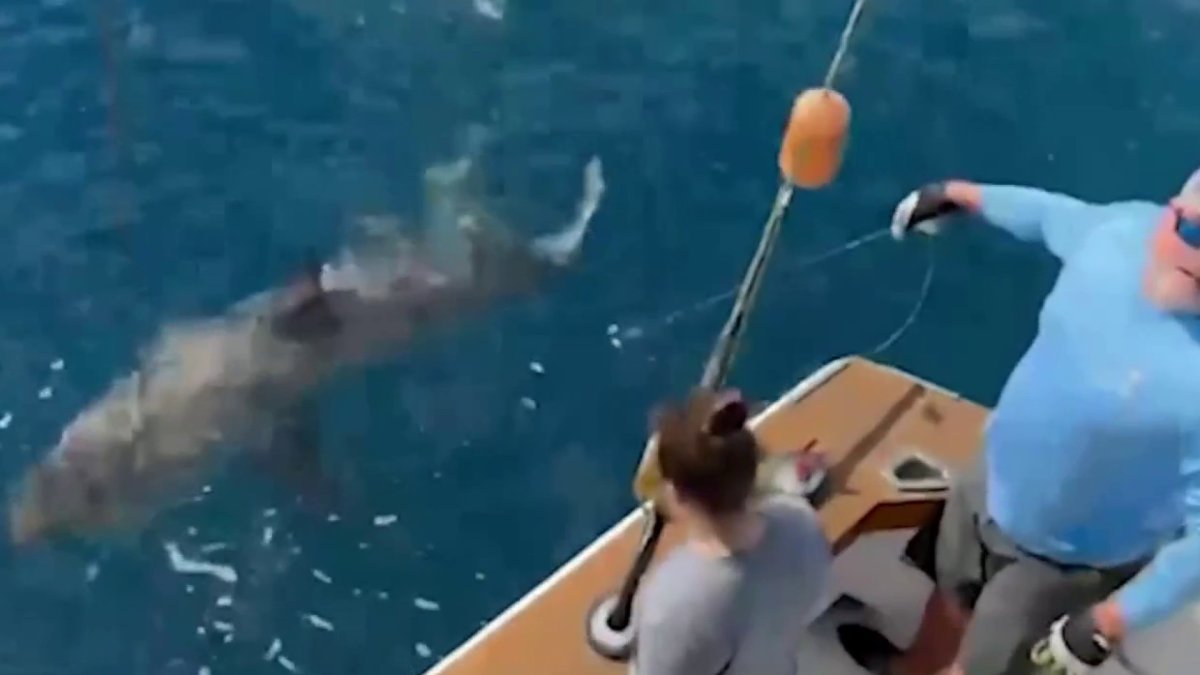 Niño de 12 años captura un enorme tiburón blanco