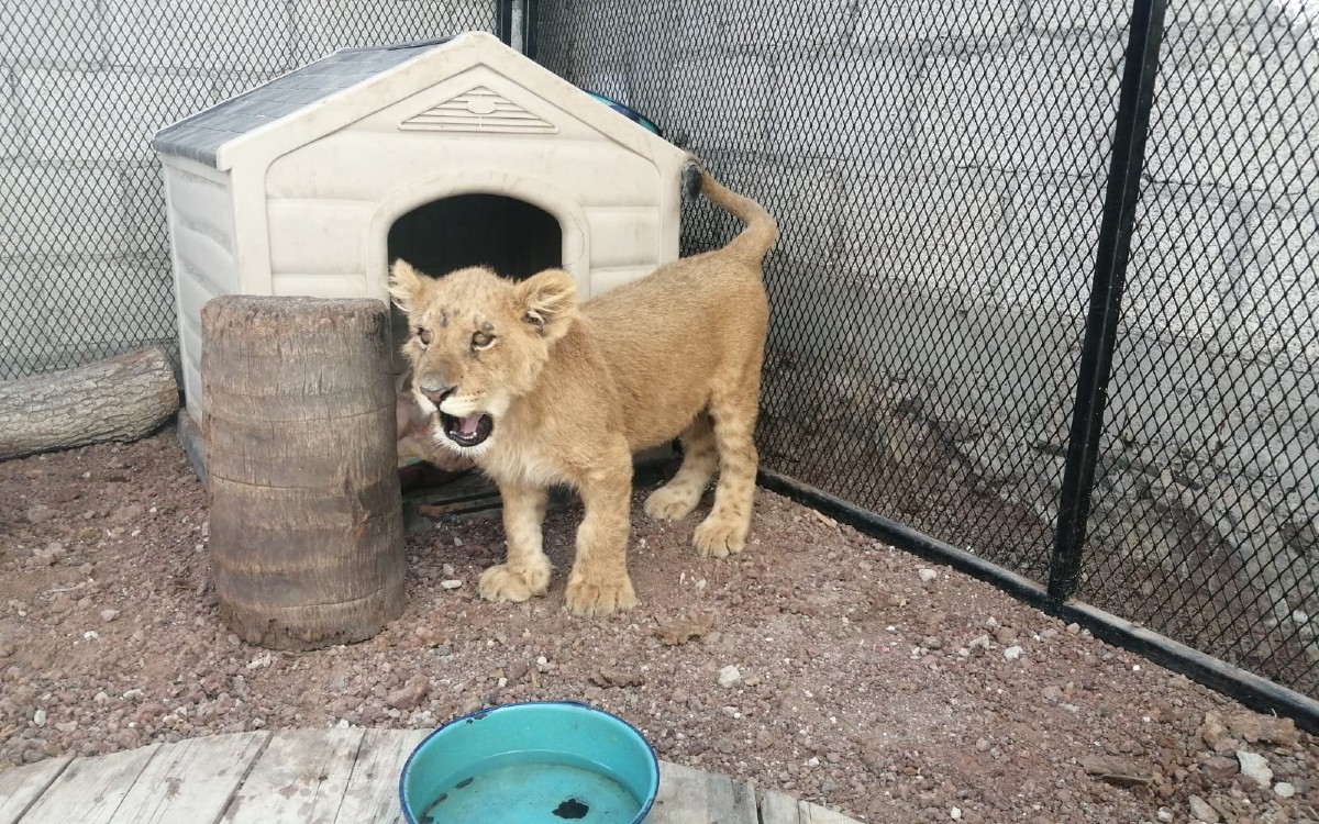 Asegura Profepa cachorro de león enjaulado en un domicilio particular de Puebla
