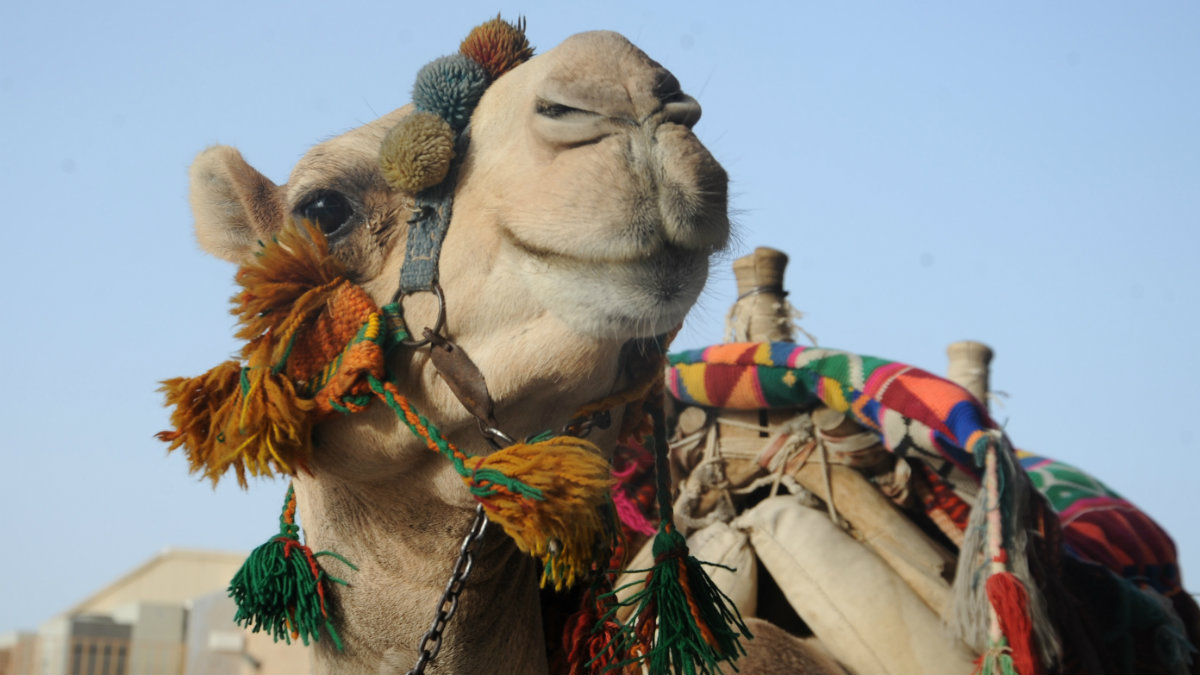 Camellos con bótox, prohibidos en un concurso de belleza saudí