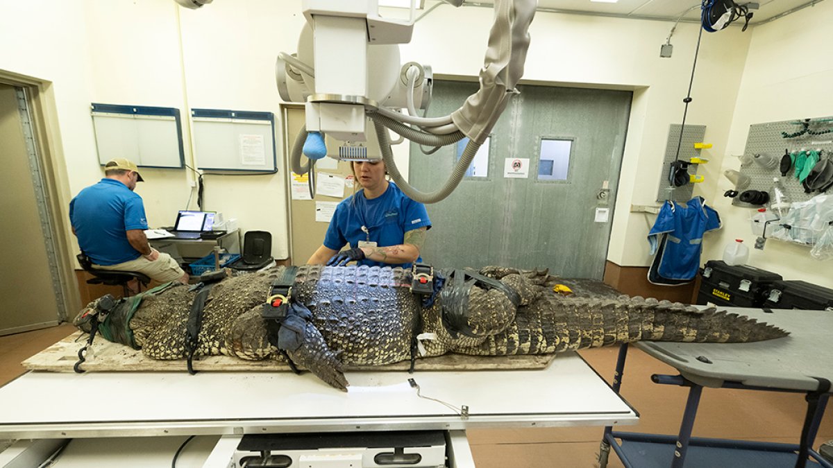 Cocodrilos cubanos enfrentan procedimiento para remover objetos de su estómago en Zoo Miami
