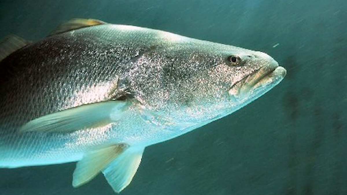 Curiosidades del pescado más caro del mundo