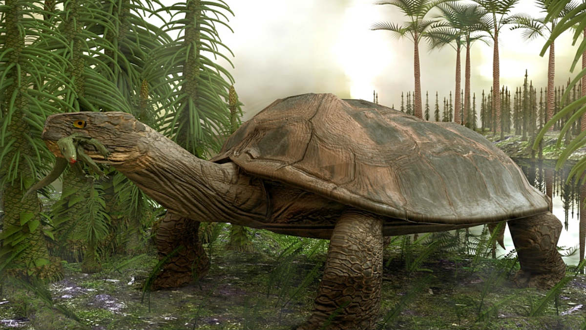 Descubiertas las huellas de tortugas de hace 227 millones de años