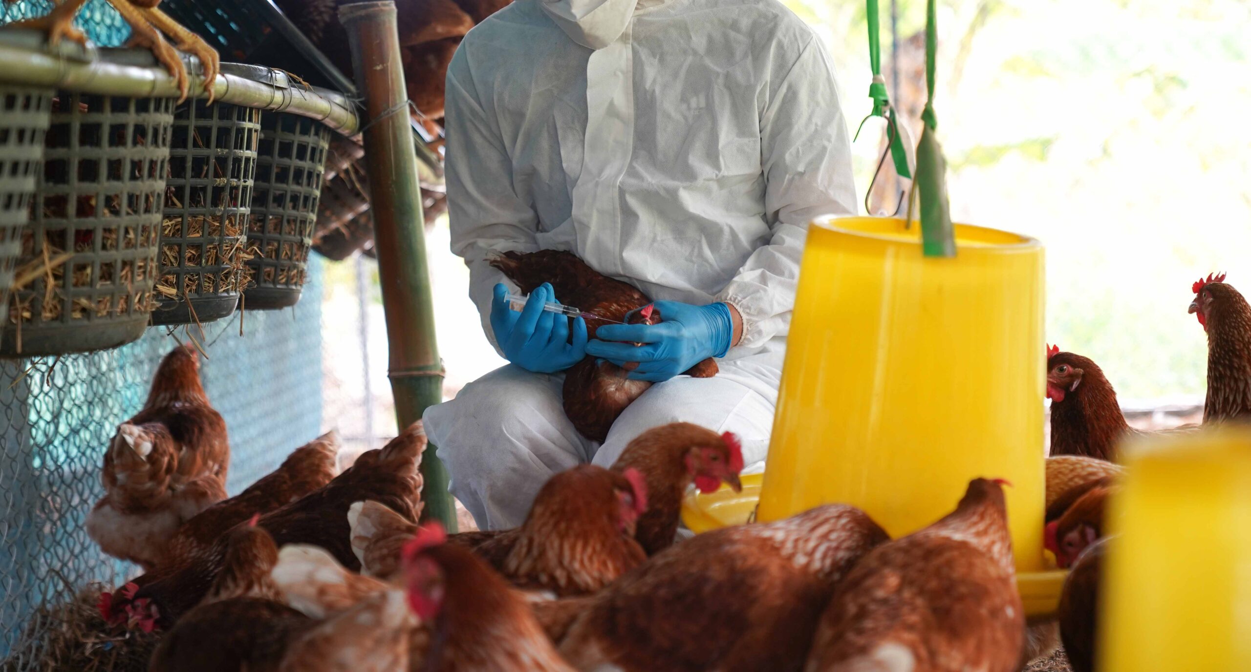 Ecuador: niña de 9 años resulta ser el primer caso de influenza aviar en humanos