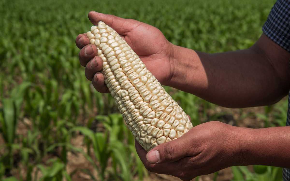 Estados Unidos considera activar T-MEC contra México por maíz transgénico