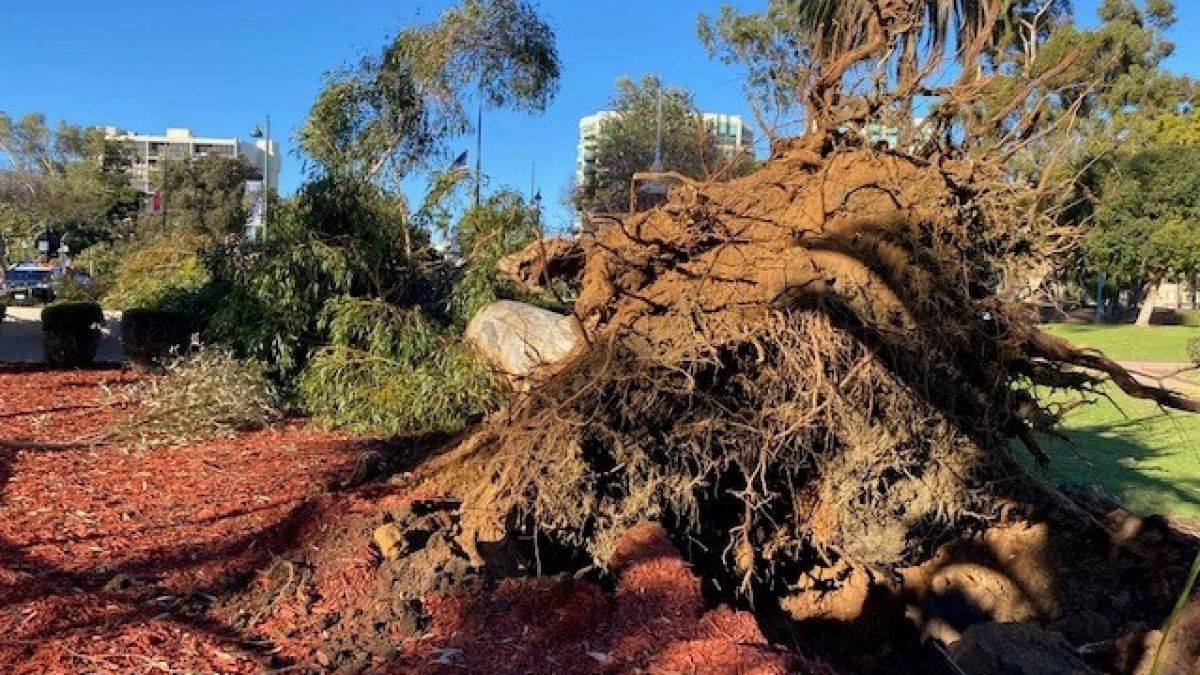 Eucalipto cae sobre una mujer en parque Balboa