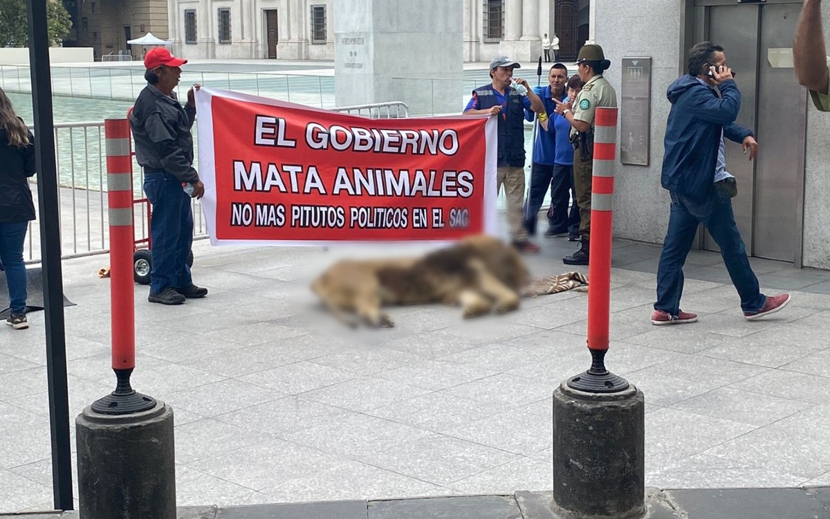 Exhiben cadáver de león en protesta frente a sede de gobierno de Chile | Video