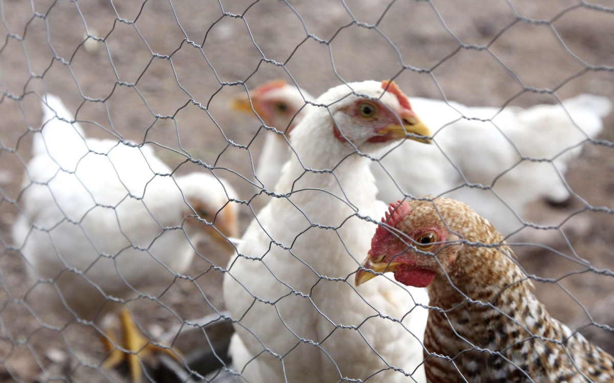 Granjas de Yucatán están en ‘vacío sanitario’ por influenza aviar