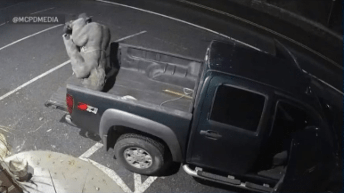 Hombre roba estatua de gorila de tienda en Maryland