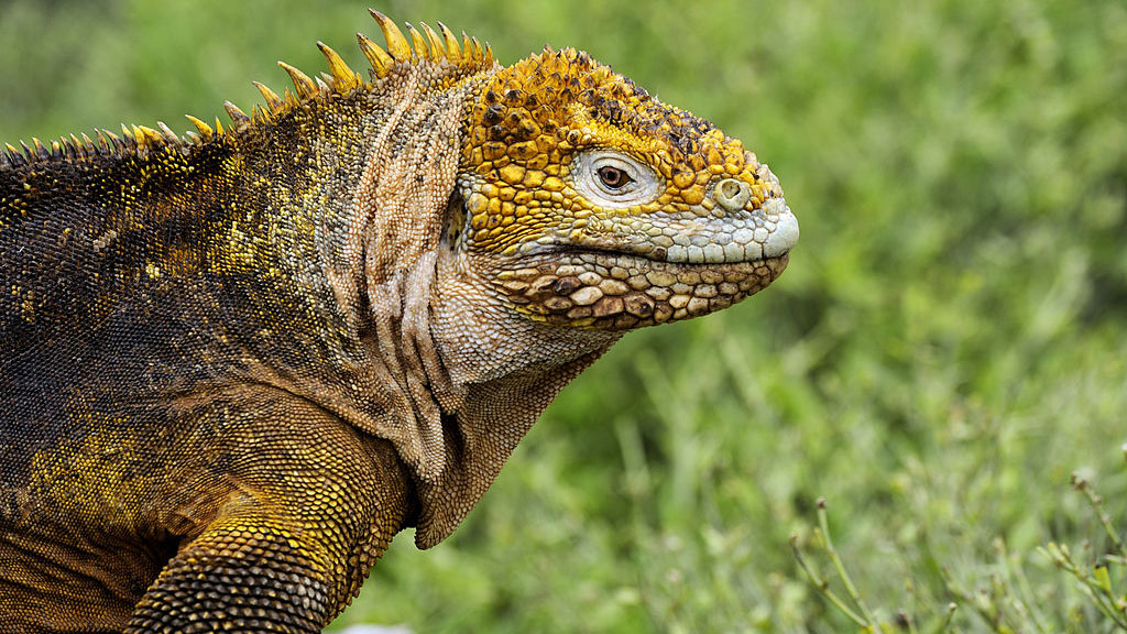 Increíble: la isla donde solo viven iguanas