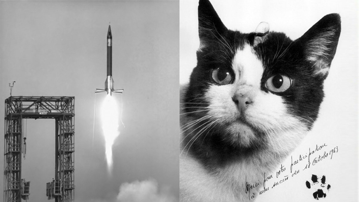 La primera y única gata astronauta tendrá su reconocimiento