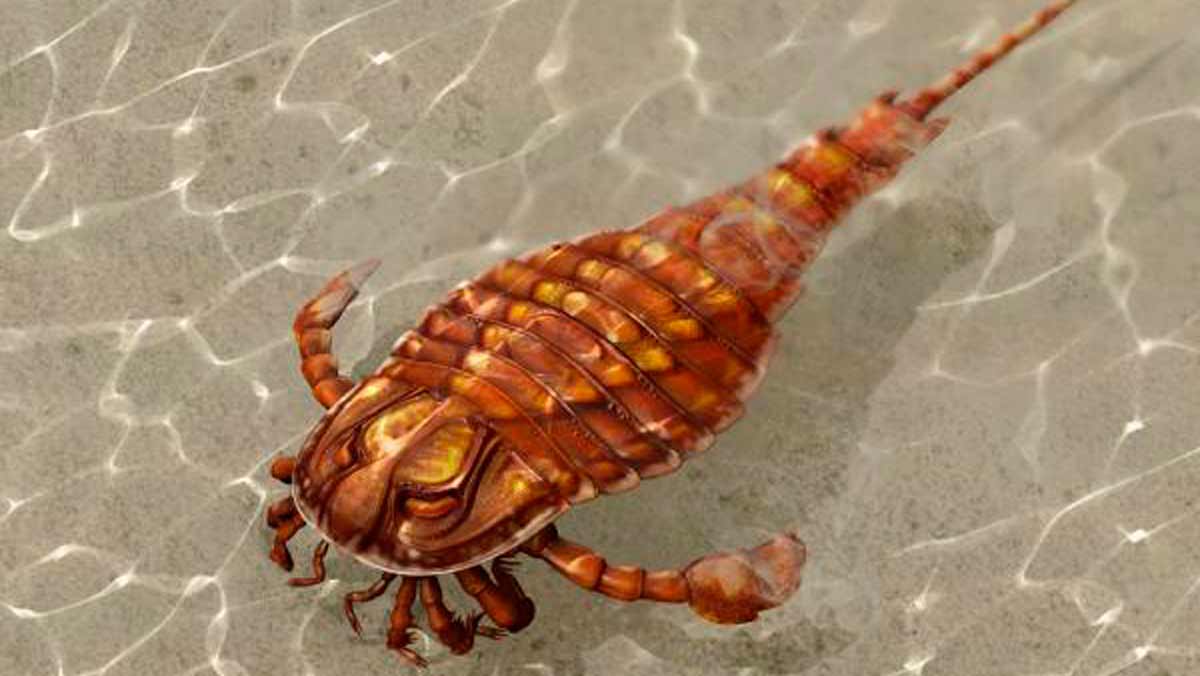 Las claves del escorpión de mar gigante, un depredador insaciable