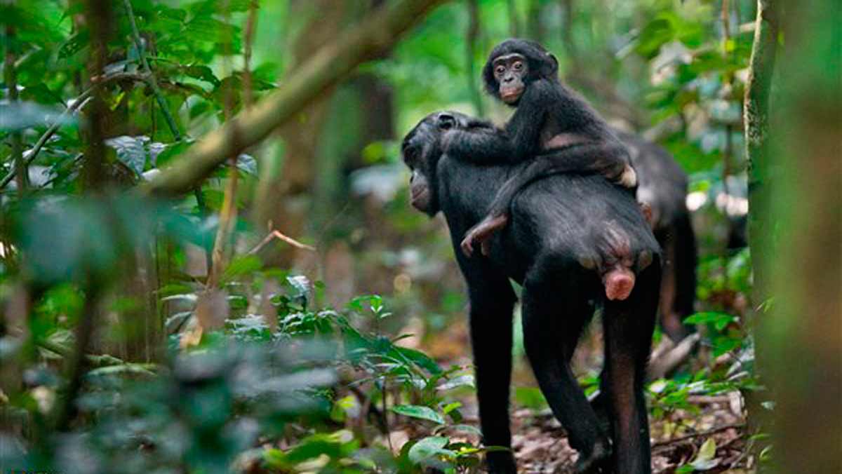 Las claves sobre el nuevo tipo de Malaria de los bonobos salvajes