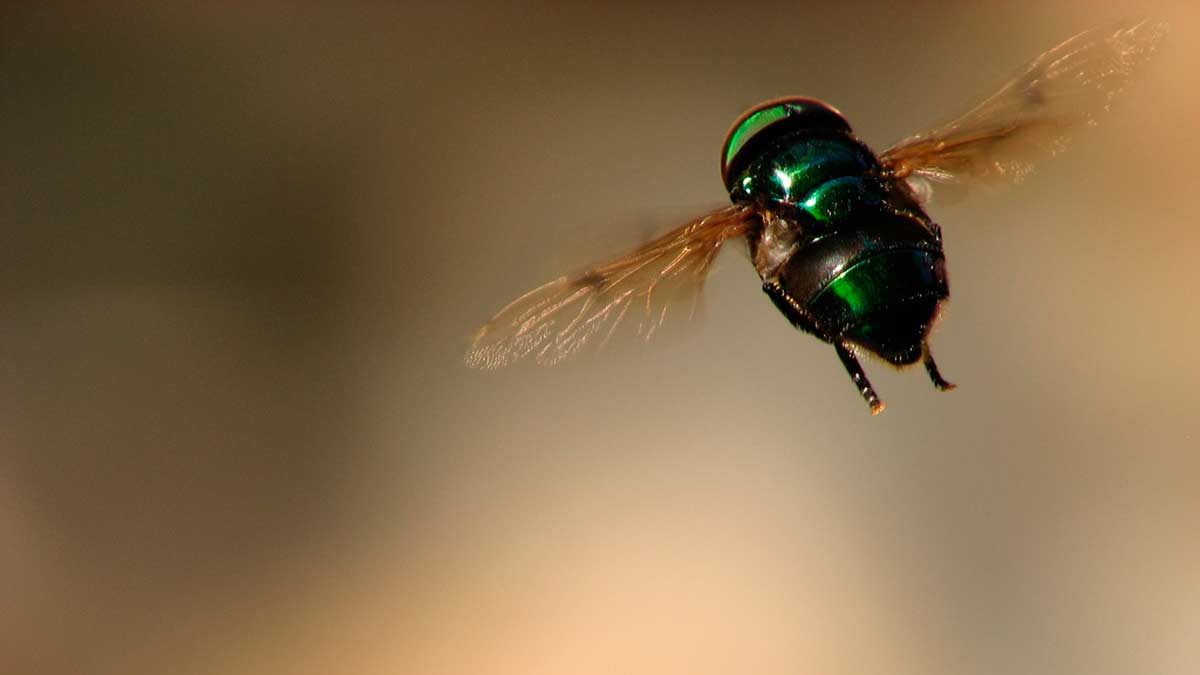 Las enfermedades, el verdadero peligro de las moscas