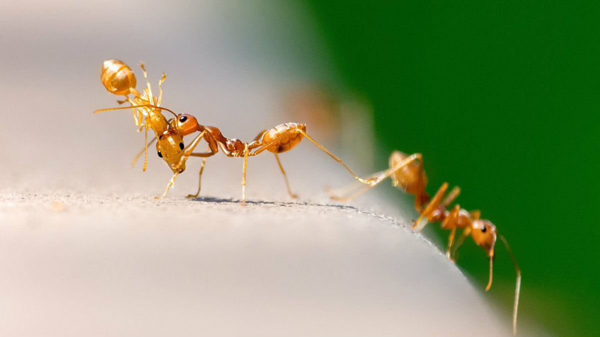 Las hormigas sacrifican por el colectivo a sus compañeras infectadas