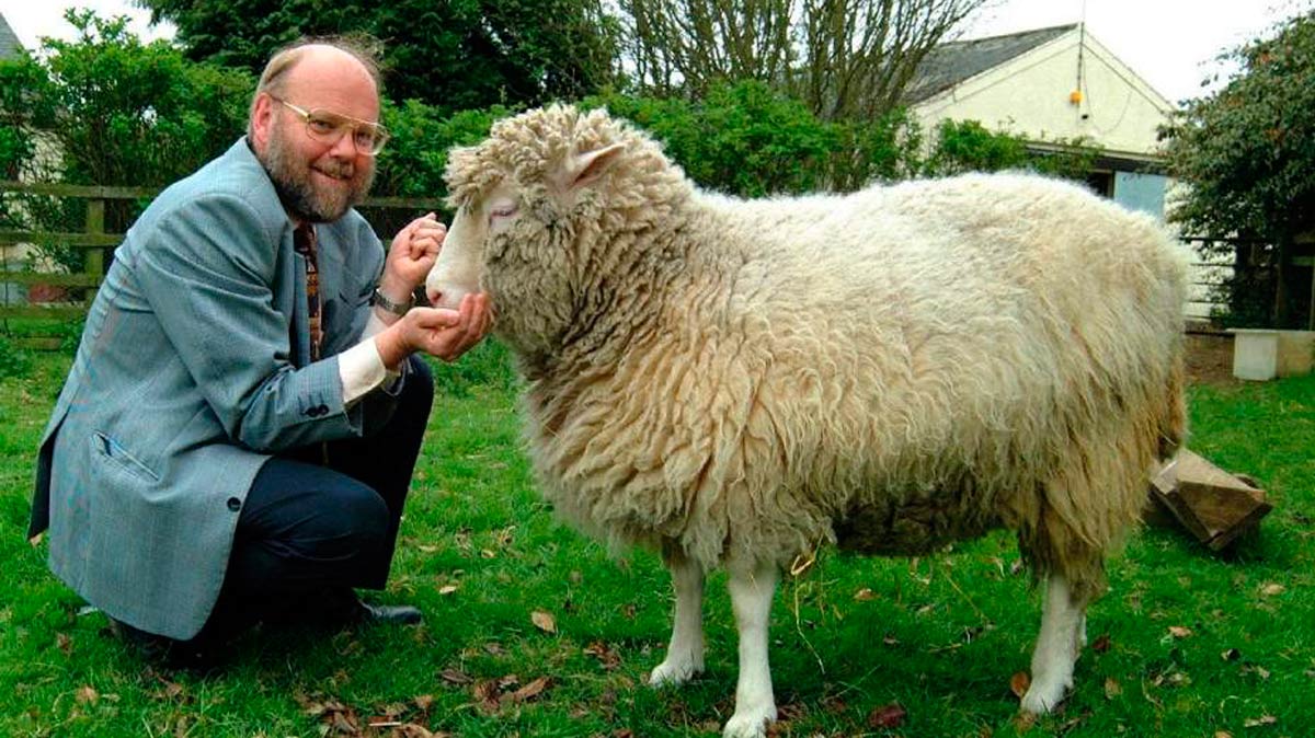 Las verdaderas causas de muerte de la oveja Dolly