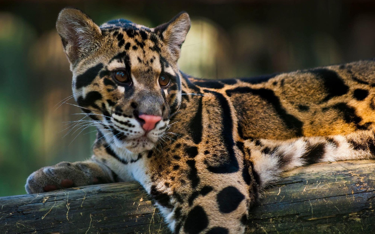Leopardo se escapa de zoológico en Dallas