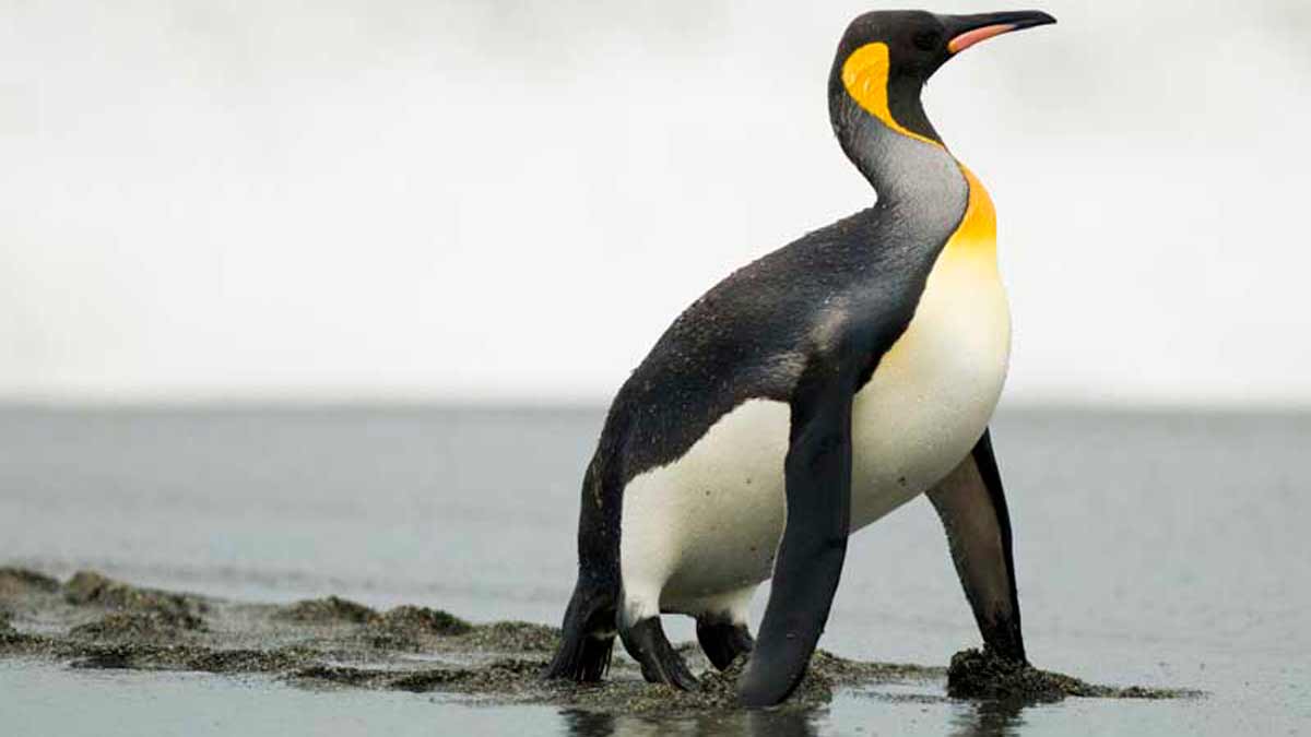 Los datos más curiosos del pingüino prehístorico gigante