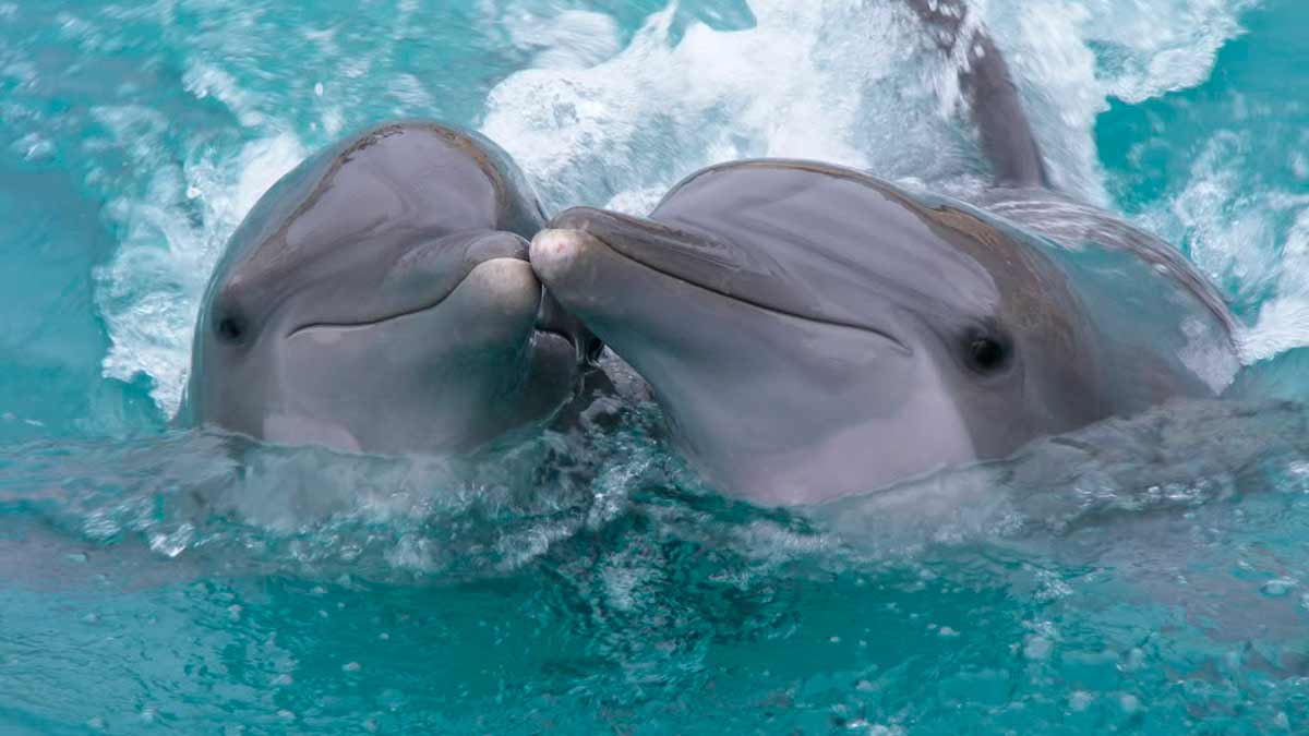 Los delfines macho ofrecen regalos como arma de seducción