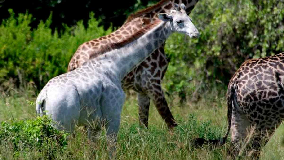 Los detalles de las preciosas jirafas blancas que se han hecho viral