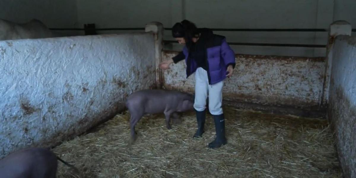 Maite Galdeano, ¡atacada por uno de los cerdos de 'Pesadilla en el paraíso'!