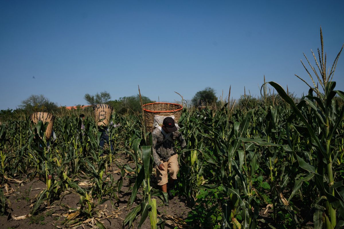 México impone un arancel del 50% a las exportaciones de maíz para controlar el precio