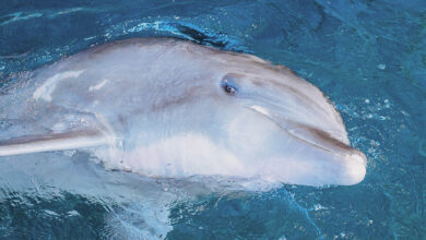 Muere el delfín Hemingway en el Acuario de Clearwater, Florida