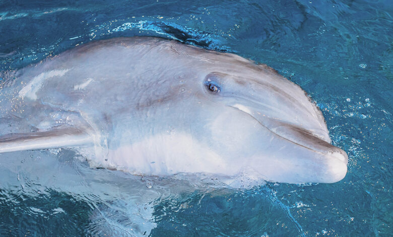 Muere el delfín Hemingway en el Acuario de Clearwater, Florida
